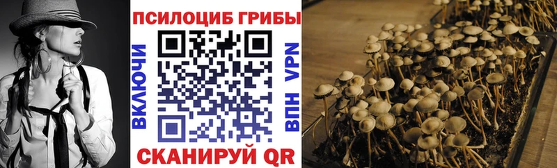 mega   как найти закладки  Далматово  Псилоцибиновые грибы Psilocybine cubensis 